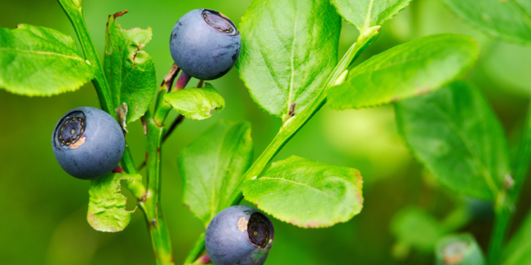 The Benefits of Bilberries and What They Are