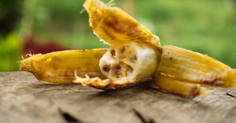 Does the paleo diet reflect ancient humans’ diet?