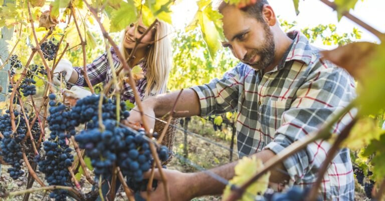 Which fruits are highest in sugar, and does it matter? Which fruits are highest in sugar, and does it matter?
